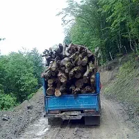 بریدن ضایعات باغات