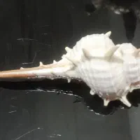 صدفهای‌بزرگ‌دکوری|صنایع دستی و سایر لوازم تزئینی|دماوند, دماوند|دیوار