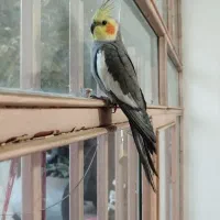 عروس هلندی امید|پرنده|چهارباغ, |دیوار