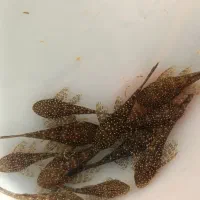 ماهی کت ال ۵۹ سایز ۲ الی ۲/۵ سانت