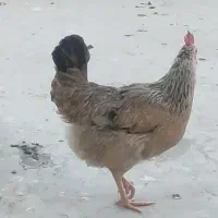 مرغ ت خ م گذار