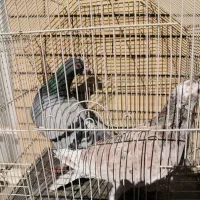 کفتر|پرنده|گلبهار, شهر جدید گلبهار|دیوار