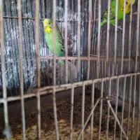 ۱۶ عدد مرغ عشق