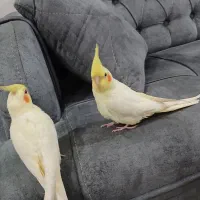 مرغ سروس