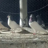 فروش کبوتر هوایی دونه ای ۵۰۰هزارتومان