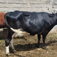 گاو|حیوانات مزرعه|مرودشت, ثبت احوال|دیوار