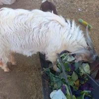 ۱ عدد بره نر افشاری چاق و ۱ بزغاله نر|حیوانات مزرعه|تربتحیدریه, ده پائین|دیوار