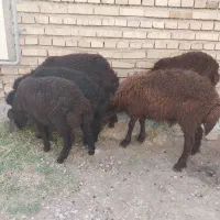 ۵ راس بره افشاری نر