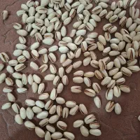 پسته اکبری انس 20