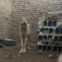 توله|سگ|فیروزه, |دیوار