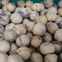 گردو ایرانی