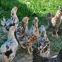 جوجه گلین نژاد خالص اصلاح شده