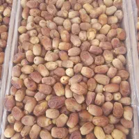 خرمای زاهدی درجه یک فقط تناژ|عمده‌فروشی|فراشبند, |دیوار