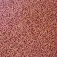 گندم دیم بذری