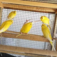 مرغ عشق هلندی چشم قرمز|پرنده|زرقان, |دیوار