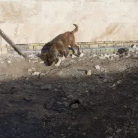 سگ گمشده|سگ|گلبهار, شهر جدید گلبهار|دیوار