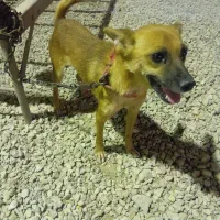 سگ الکس باهوش