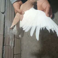 کفتر چپ کلاغ|پرنده|چناران, |دیوار