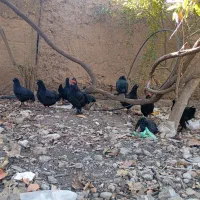 تخم مرغ مرندی