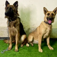 واگذاری سگ ژرمن شولاین|سگ|ابریشم, |دیوار