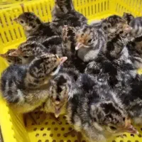 جوجه کردی و جوجه بوقلمون