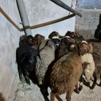 11عدد بره افشار|حیوانات مزرعه|بیرانوند, |دیوار