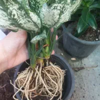 اگلونما|گل و گیاه طبیعی|رشت, عینک|دیوار
