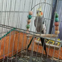 عروس هلندی نر سخنگو سینامون