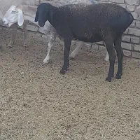 میشچینی|حیوانات مزرعه|اردستان, |دیوار