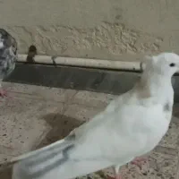 کفترطوقی|پرنده|قم, بلوار امین و ساحلی|دیوار