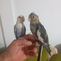 جوجه برزیلی با جوجه عروس|پرنده|پاکدشت, پاکدشت (مامازند)|دیوار