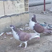 نر و ماده خوشرنگ