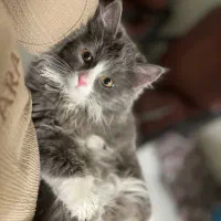 گربه گمشده|گربه|حمیدیا, |دیوار