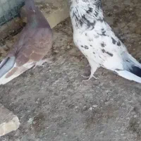 یه جفت کفتر پرش سنگین پشت گرگی و نسل سرور و گرگی|پرنده|هشتگرد, فاز ۲ مهستان|دیوار