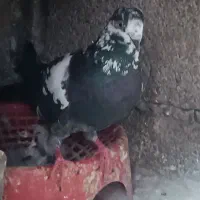 کبوتر ساده. مگسی نر و سوسکی|پرنده|گنبد کاووس, |دیوار