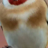 سهره ماده