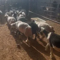 با سلام بره چاق پرواری گوشتی به فروش میرسد|حیوانات مزرعه|مرودشت, مجد آباد|دیوار