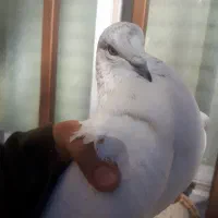 کفتر پرشی|پرنده|بافق, |دیوار