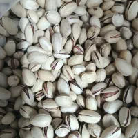 پسته شمارا به بالاترین قیمت خریداریم|خدمات باغبانی و درختکاری|تربت جام, یحیی آباد|دیوار