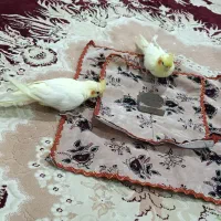 عروس هلندی جفت|پرنده|نقده, |دیوار