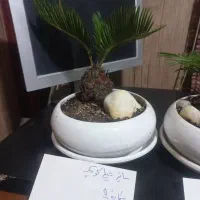 بونسای نخل مینیاتوری سیکاس
