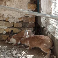 فروش یک جفت خرگوش سالم ۸۰۰|موش و خرگوش|میناب, |دیوار