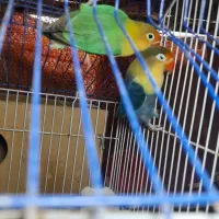 طوطی برزیلی *مورد عشق پروانی*فنچ کرواتی