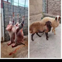 قصاب در محل مراسم عروسی تولد حج سورماشین و...|خدمات پذیرایی، مراسم|آمل, |دیوار