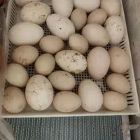 تخم اردک روسی نطفه دار