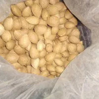 بادام سنگی شیرین .خوشمزه.کوهسرخ.هم دیم هم ابی