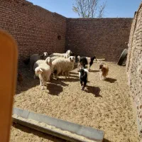 بره ماده و میش|حیوانات مزرعه|بیرجند, |دیوار