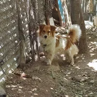 واگذاری توافقی سگ پاپی|سگ|ساوه, |دیوار