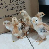 جوجه مرغ وخروس گلین