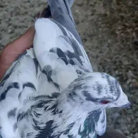 ساز بزک نر